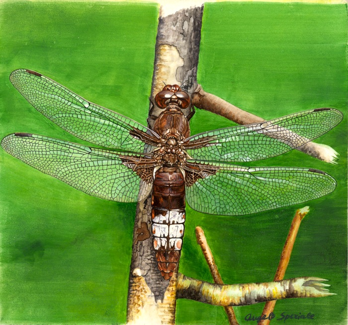 Libellula depressa