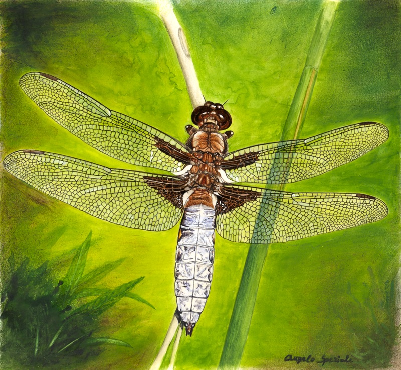 Libellula depressa