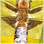 Libellula depressa