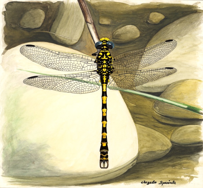 Onychogomphus forcipatus