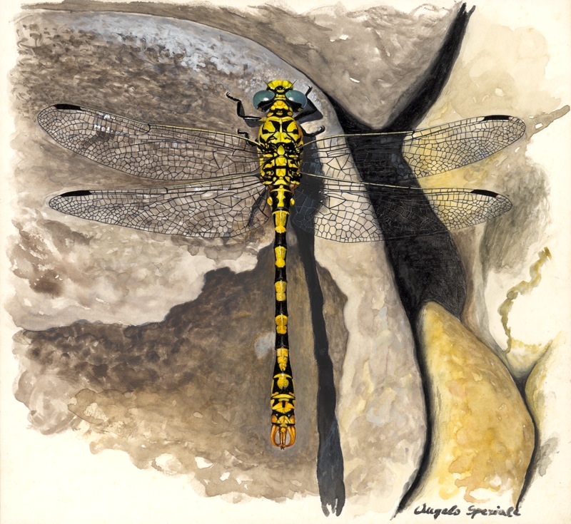 Onychogomphus forcipatus