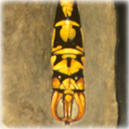 Onychogomphus forcipatus