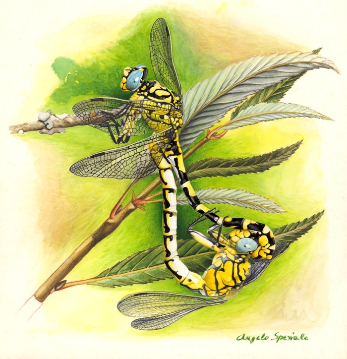 Onychogomphus forcipatus