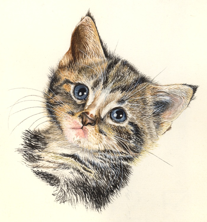 gattino