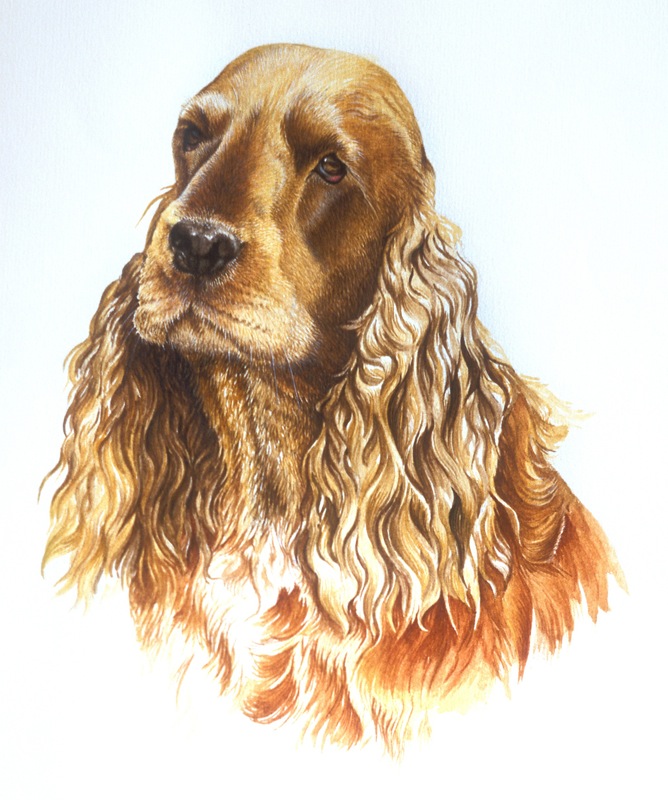 Cocker spaniel