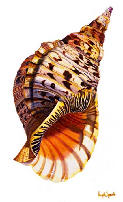 Charonia tritonis