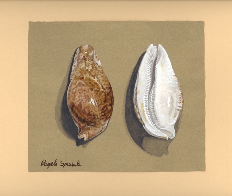 Cypraea hesitata