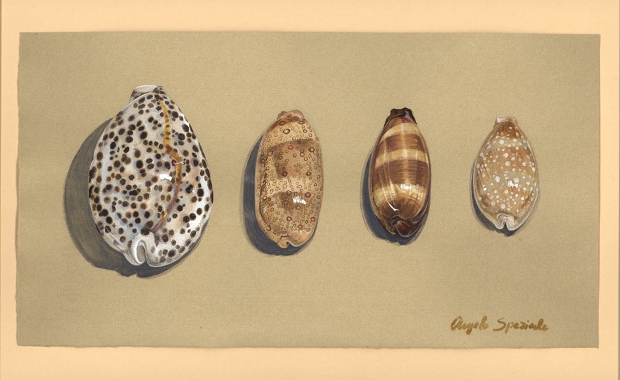 Cypraea