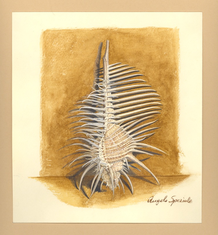 Murex pecten