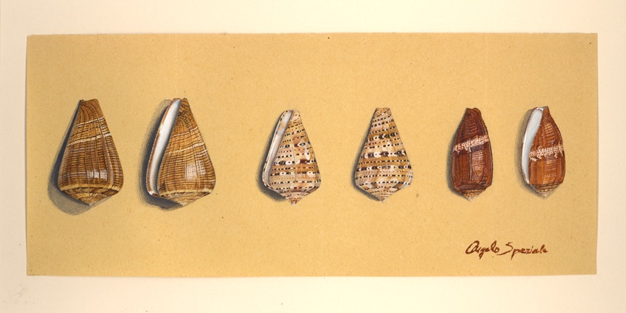 Conus