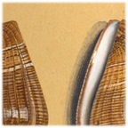 Conus
