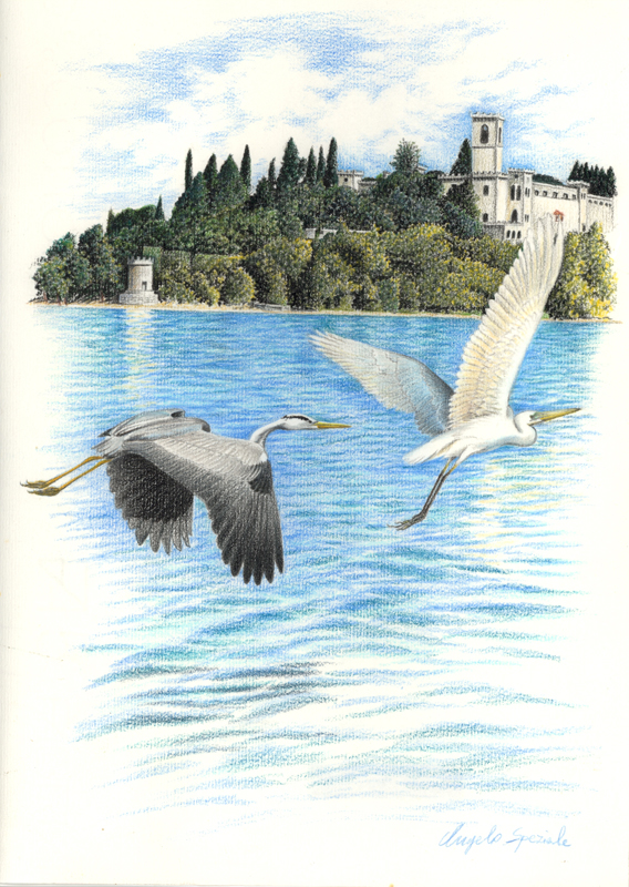 Airone cinerino e airone bianco maggiore