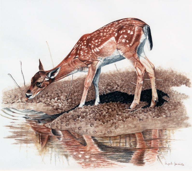 Daino femmina